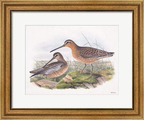Framed Goulds Coastal Bird VIII Print