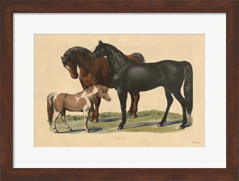 Framed Horses Print