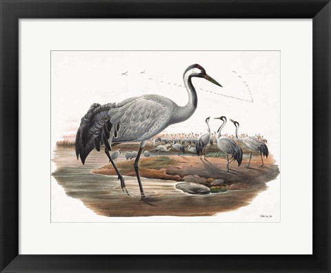 Framed Goulds Coastal Bird VII Print