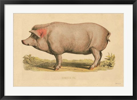 Framed Domestic Pig Print
