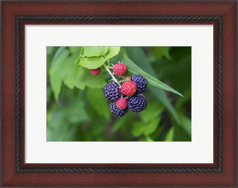 Framed Black Raspberries Print