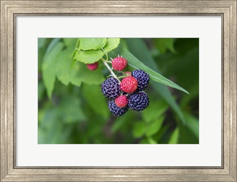 Framed Black Raspberries Print