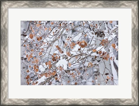 Framed Grove of Aspen Trees Print