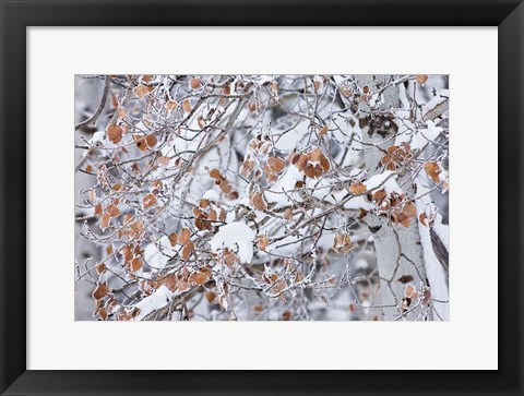 Framed Grove of Aspen Trees Print