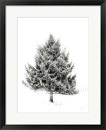 Framed Lone Pine Print