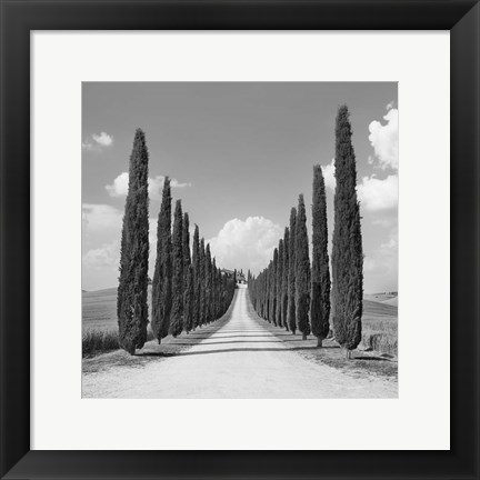 Framed Cypress alley, San Quirico d&#39;Orcia, Tuscany (detail) Print