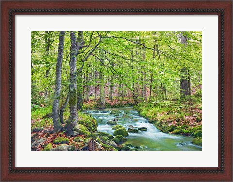 Framed Forest brook through beech forest, Bavaria, Germany Print