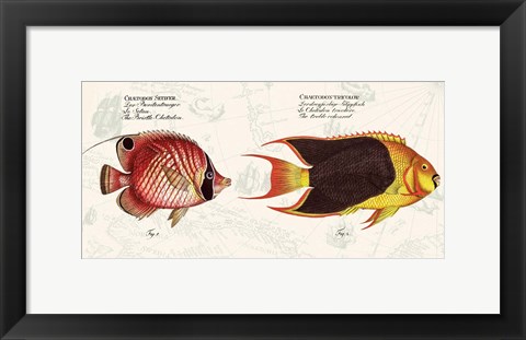 Framed Tropical fish III,  After Bloch Print