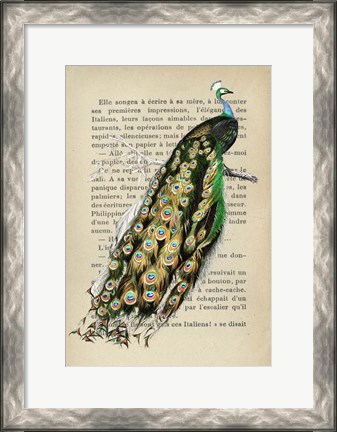 Framed Indian peafowl, After D&#39;Orbigny Print