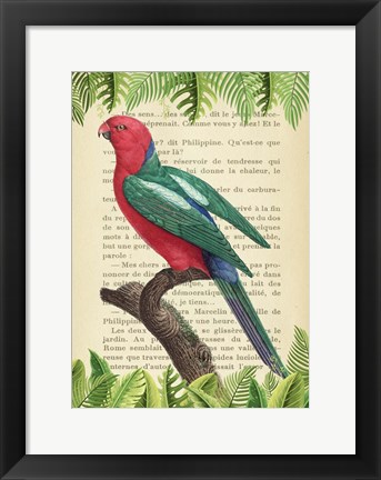Framed Australian king parrot, After Levaillant Print