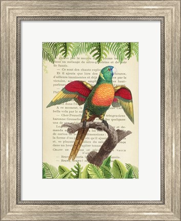 Framed Blue-Headed Parrot, After Levaillant Print