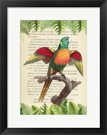 Framed Blue-Headed Parrot, After Levaillant Print