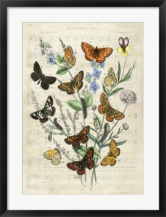 Framed European Butterflies, After Kirby Print