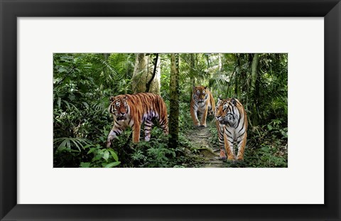 Framed Bengal Tigers (detail) Print