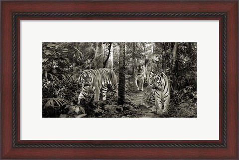 Framed Bengal Tigers (detail, BW) Print