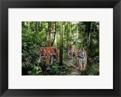 Framed Bengal Tigers Print