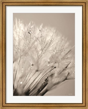Framed Dandelion Jewels I Print