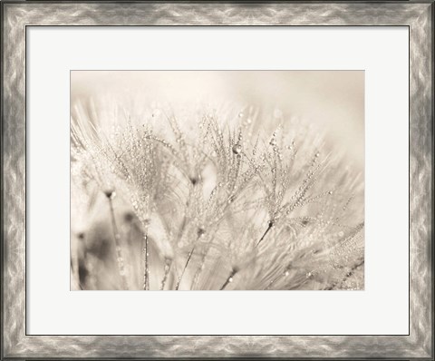 Framed Dandelion Jewels II Print