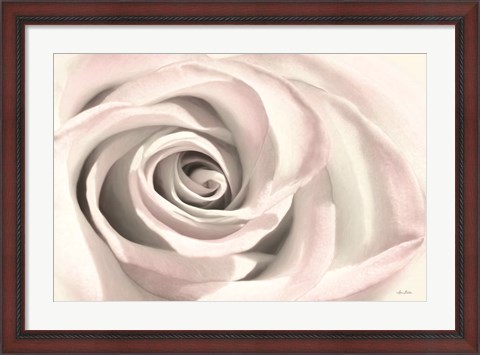 Framed Blush Rose III Print