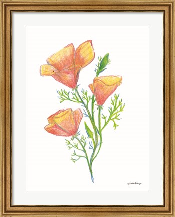 Framed California Poppies Print