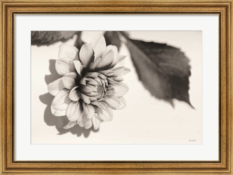 Framed White Dahlia I Print