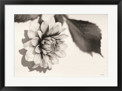 Framed White Dahlia I Print