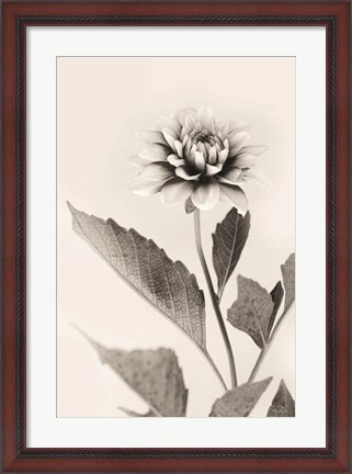 Framed White Dahlia II Print