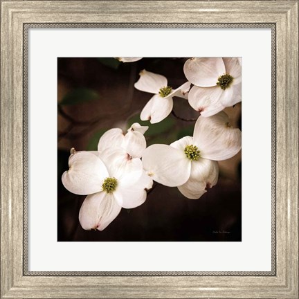 Framed White Dogwood III Print