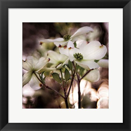 Framed White Dogwood II Print