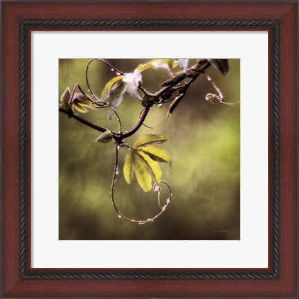 Framed Passion Flower Vine I Print