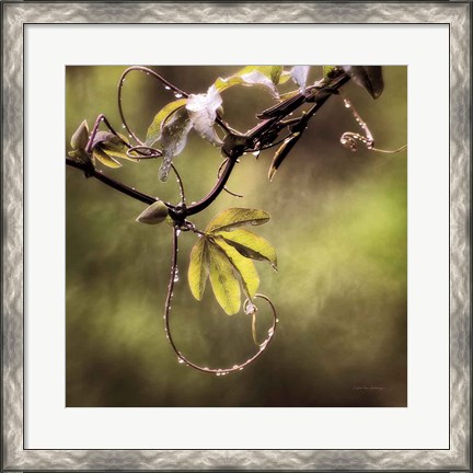 Framed Passion Flower Vine I Print