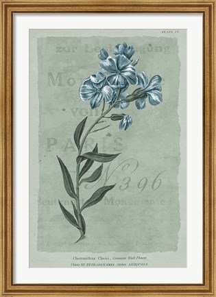 Framed Conversations on Botany VI on White with Blue Print