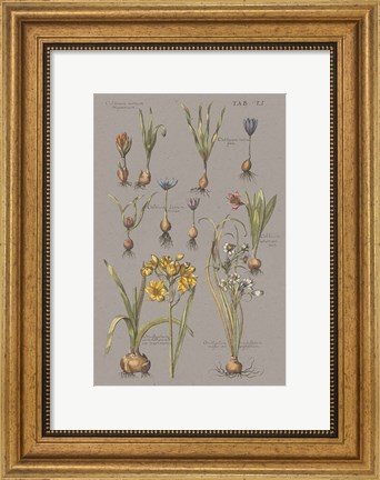 Framed Vintage Florilegium II Gray Print