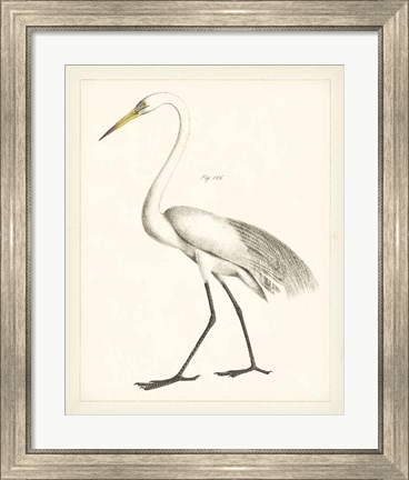 Framed Vintage Heron II Print