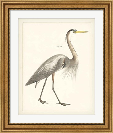 Framed Vintage Heron I Print