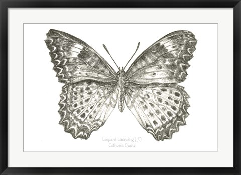 Framed Butterfly Sketch landscape I Print