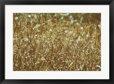 Framed Dew on Grasses Print