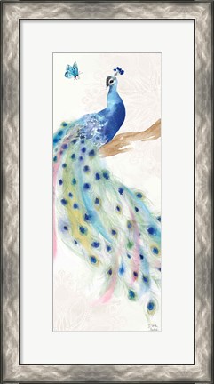 Framed Peacock Glory II Print