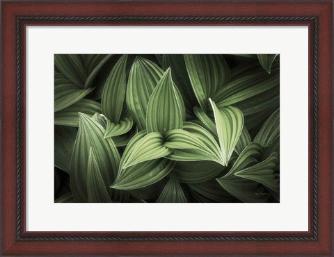 Framed Corn Lily I Print