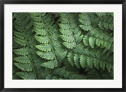 Framed Lady Ferns IV Color Print