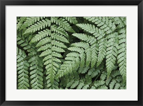 Framed Lady Ferns II Color Print