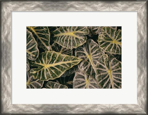 Framed Greenery Abounds Print