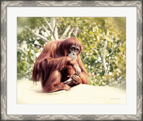 Framed Orangutan Print