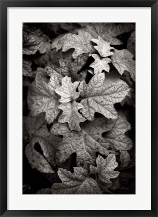 Framed Hydrangea Leaves in Black and White Print