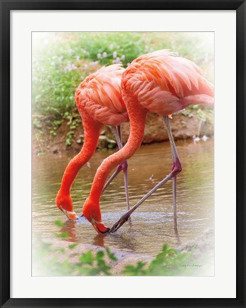 Framed Two Flamingos Print