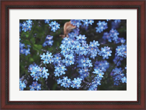 Framed Forget Me Nots III Print
