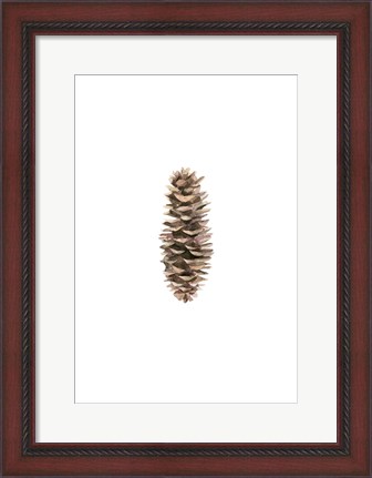 Framed Pine Cone I Print