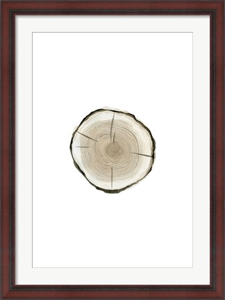 Framed Tree Slice I Print