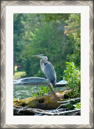 Framed Heron on Lake George Print