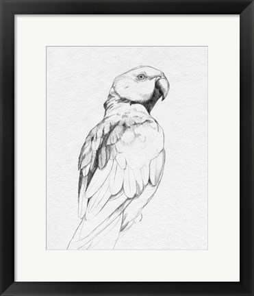 Framed Parrot Portrait II Print